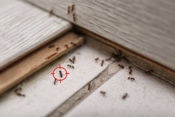 Spider Control Near Me in Bemidji, MN