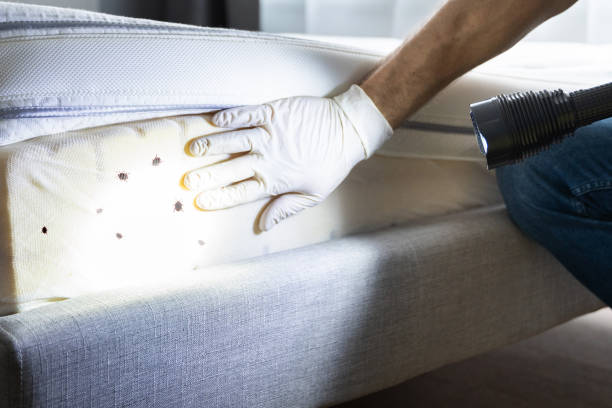 Best Cockroach Control Services  in Bemidji, MN