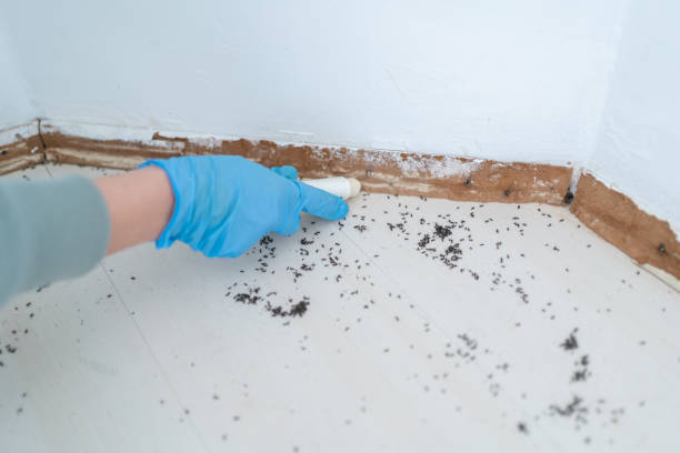 Best Pest Inspection Near Me  in Bemidji, MN